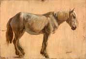 study of a grey horse